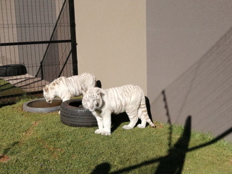 SPCA finds tiger cubs kept at Sandton home
