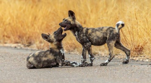 Playful wild dog pups photographed in Kruger