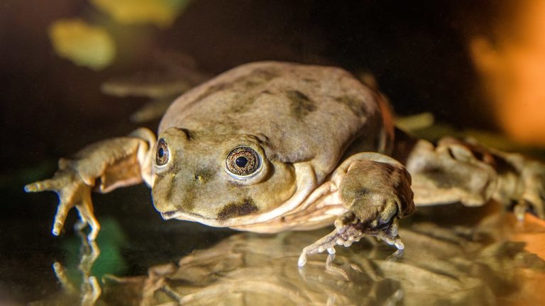 Experts unite to save endangered 'scrotum frog'