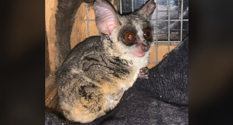 Bushbaby rescued from illegal sale