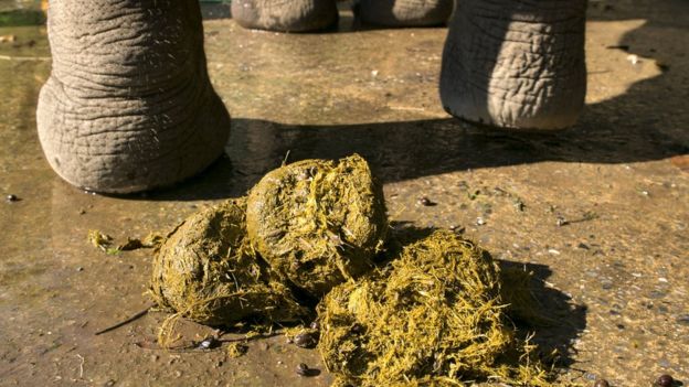 Namibian healers claim elephant dung cures COVID-19