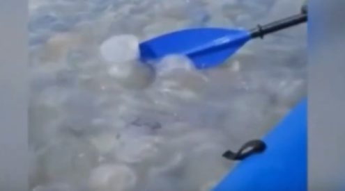 Canoeists paddle into swarm of jellyfish