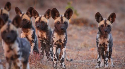 Artists from across the world rally for African Painted Dog conservation