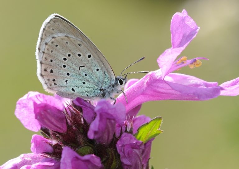 Large blue butterflies reintroduced to UK after 150 years