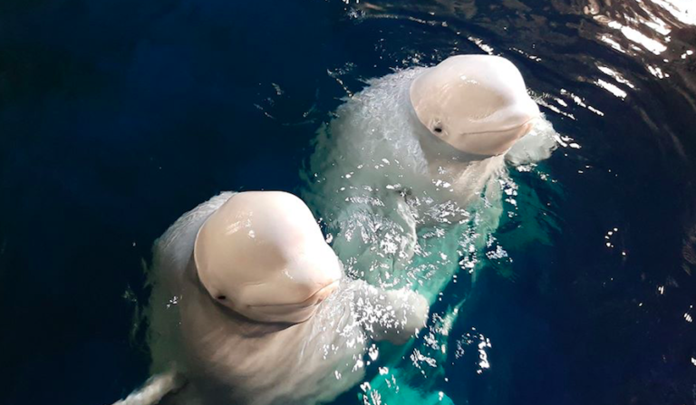 Two belugas released into whale sanctuary