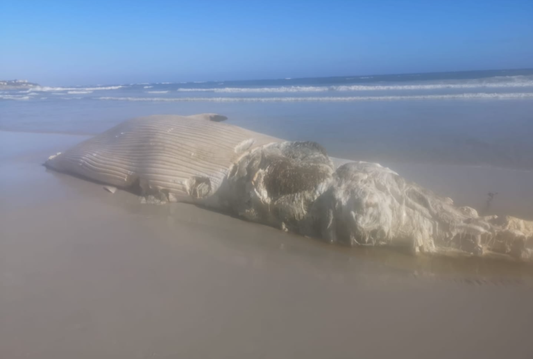 Bryde's whale carcass washed up on Kommetjie beach