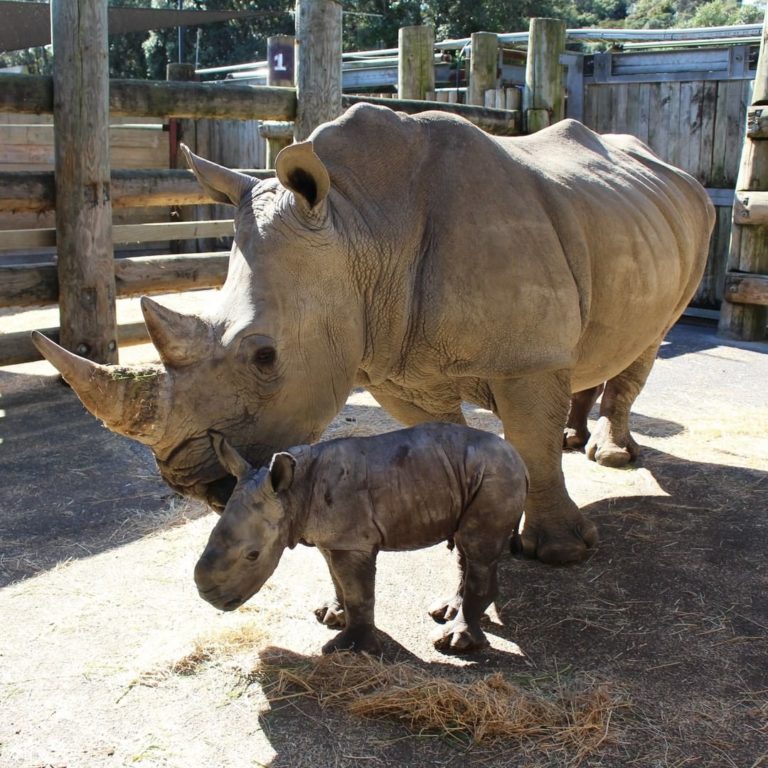 Auckland Zoo welcomes first rhino calf in 20 years
