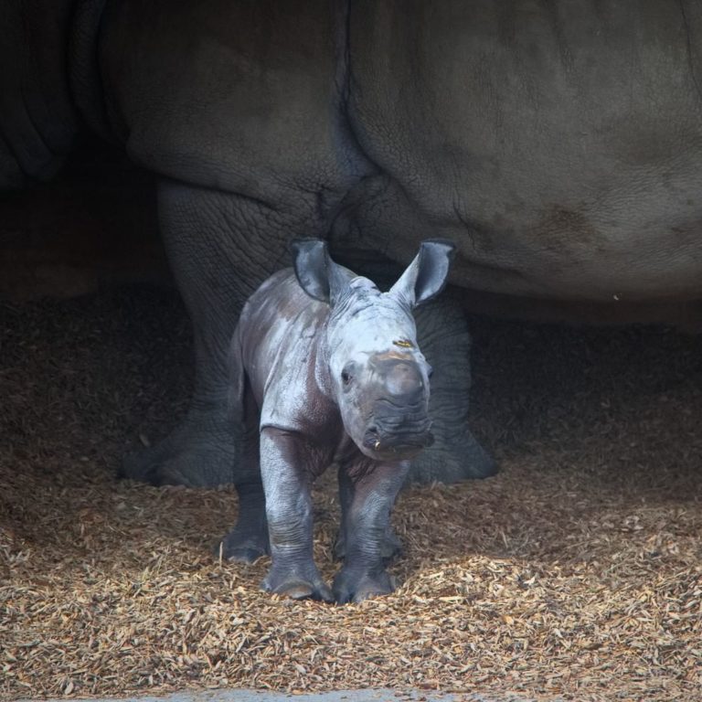 Auckland Zoo welcomes first rhino calf in 20 years