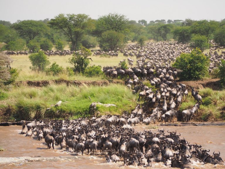 Wildebeest migration captured in Maasai Mara