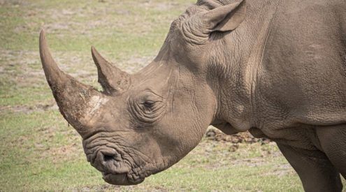 A new population of Northern White rhino in production
