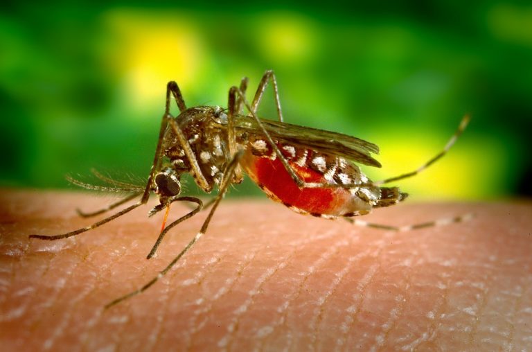 Genetically modified mosquitoes to be released in US