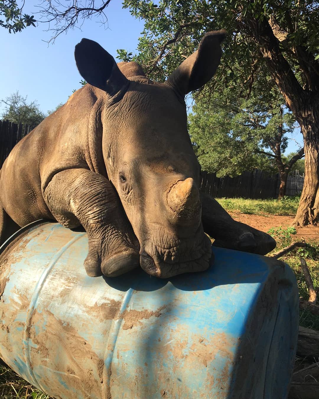 Baby rhino Kolisi turns one-years-old