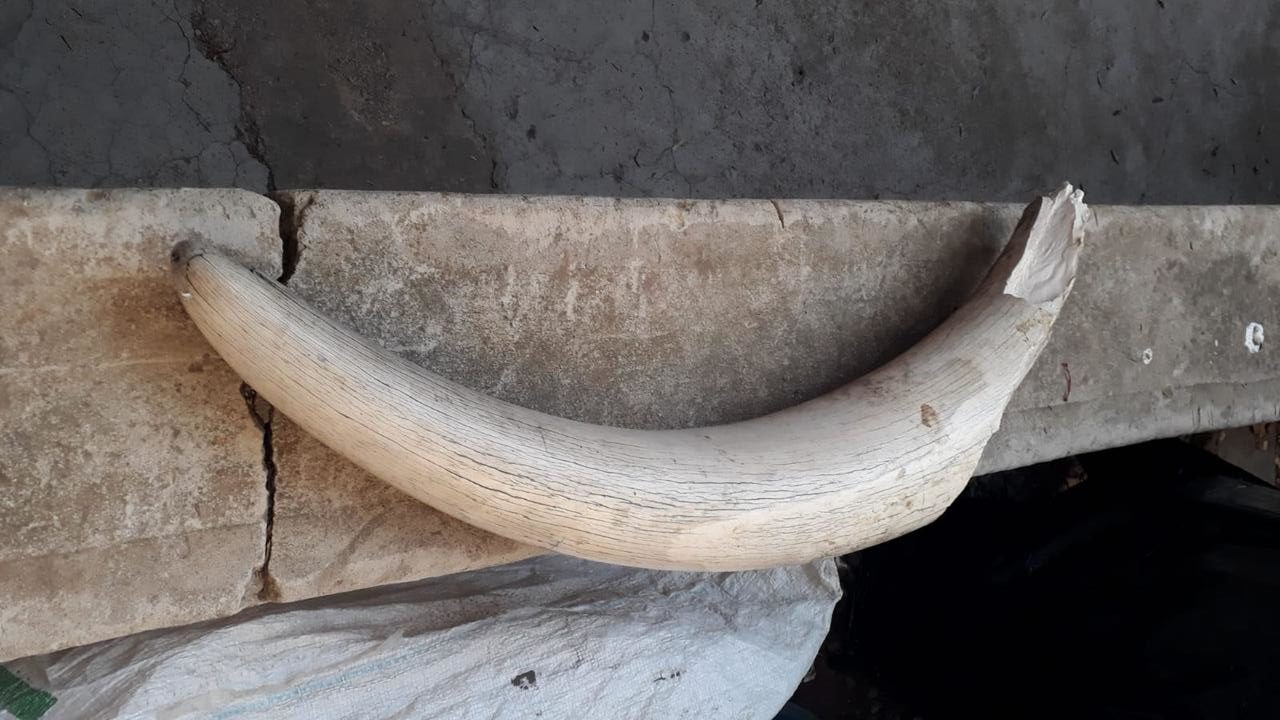 Three arrested for the peddling of elephant tusks