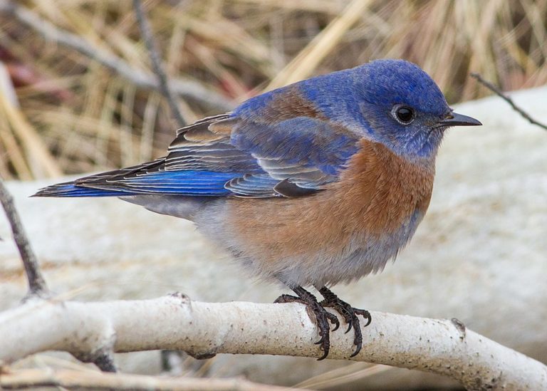 Unexplained mass deaths of songbirds in New Mexico