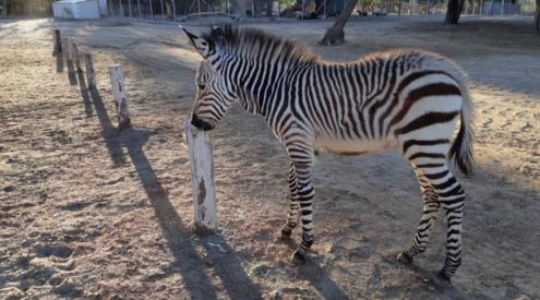 The story of Suzie the orphaned zebra