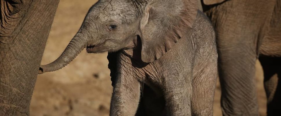 Incredible pictures of newborn elephant calf