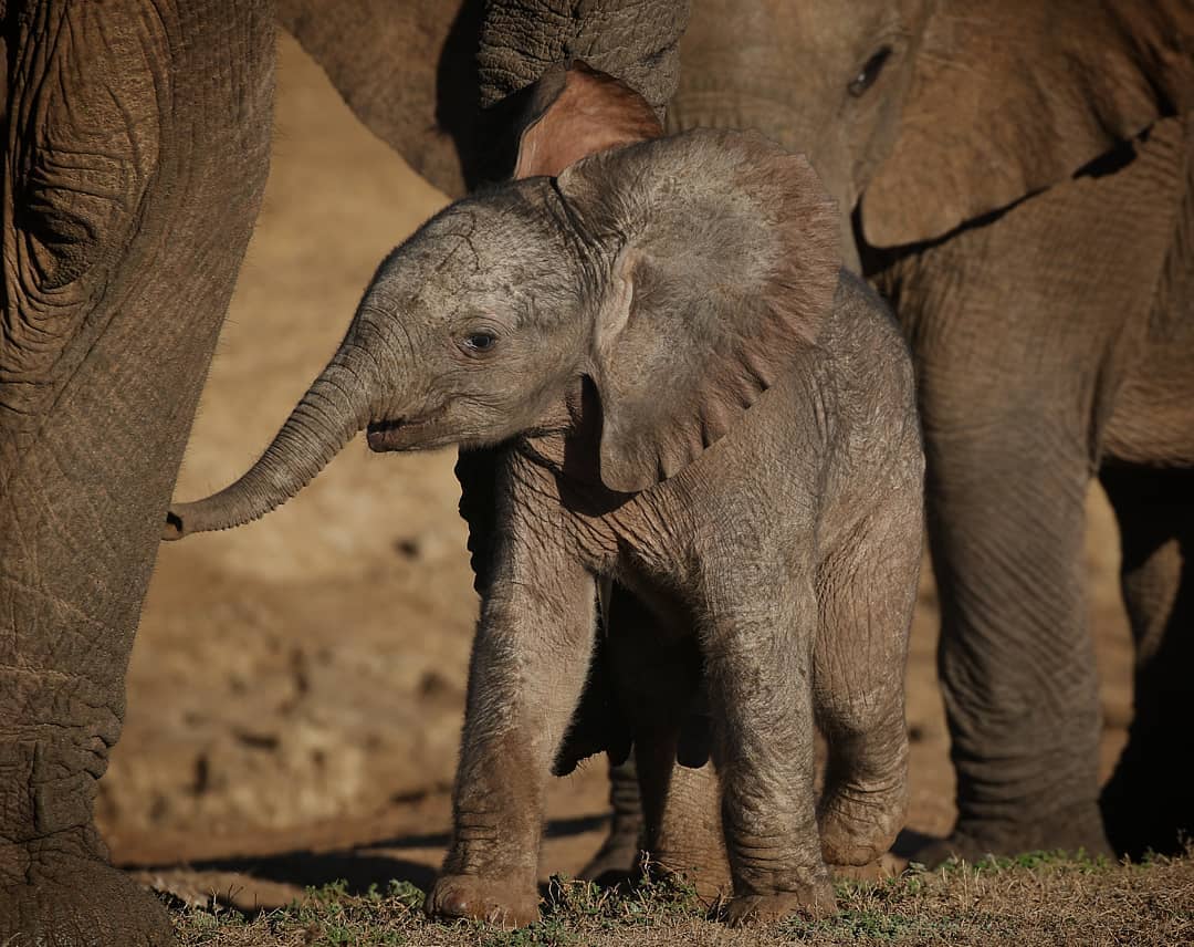 Des images incroyables de veau éléphant nouveau-né