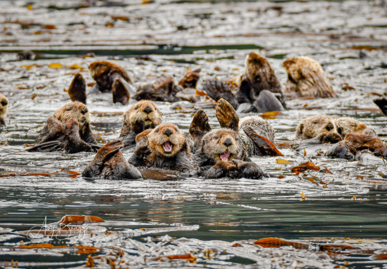 Hundreds of otters sighted frolicking in kelp bed
