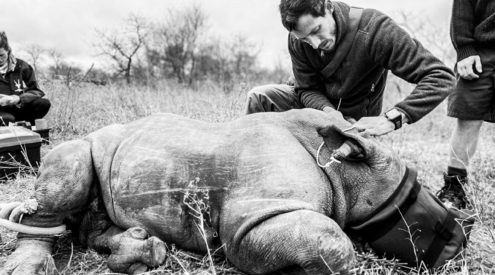 White rhino calf saved at Timbavati Private Nature Reserve
