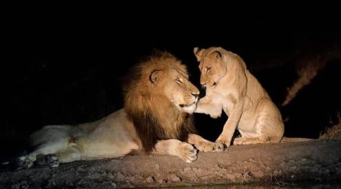 Incredible lion sighting at Cheetah Plains Private Game Reserve