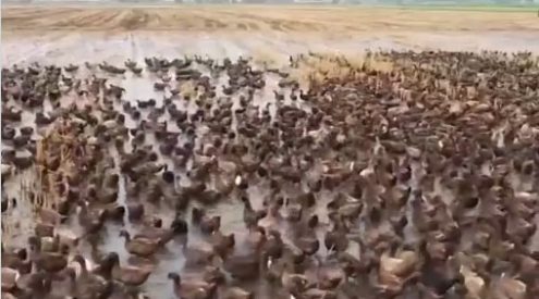 Thailand uses over 10,000 ducks to rid rice fields of pests