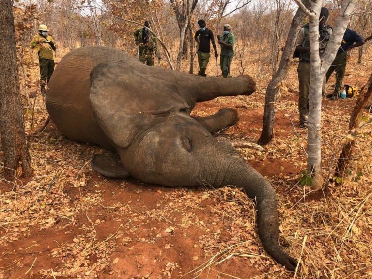 Zimbabwe elephants found dead from infection