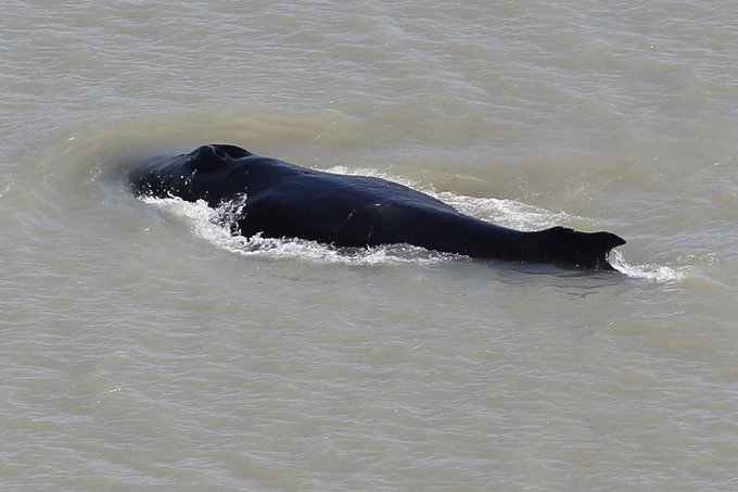 Humpback whales enter river in Australia 