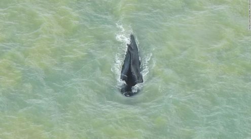 Humpback whale makes it out of dangerous crocodile river