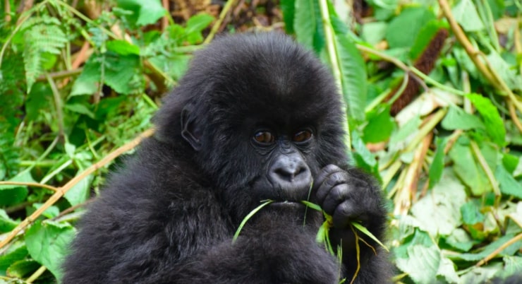Rwanda gorilla-naming ceremony held this month