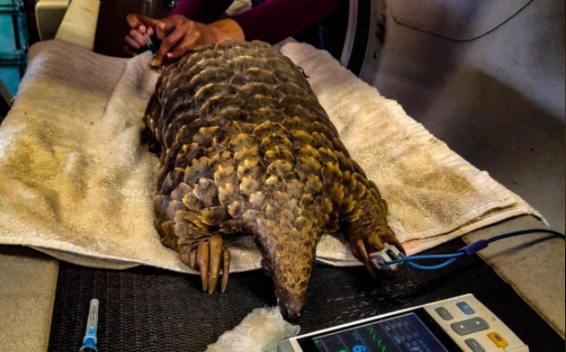 Rescued pangolin gives birth in Limpopo
