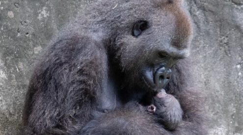 Critically endangered gorilla infant dies in New Orleans zoo
