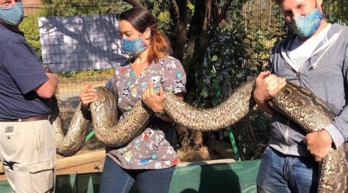 Gigantic wounded python rescued in Limpopo