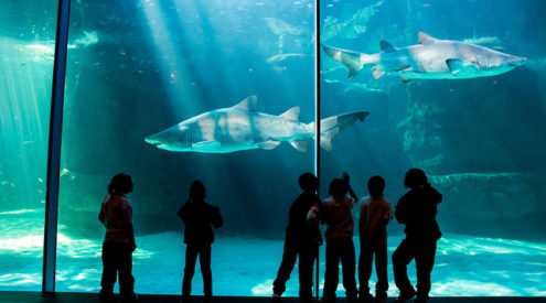 Two Oceans Aquarium and Save Our Seas join forces to protect sharks