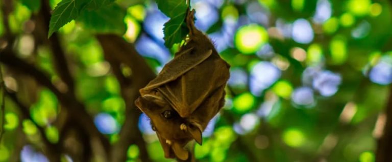 Female bats brave risky conditions for their young