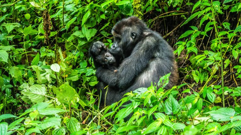 Uganda's mountain gorillas experience rare 'baby boom'