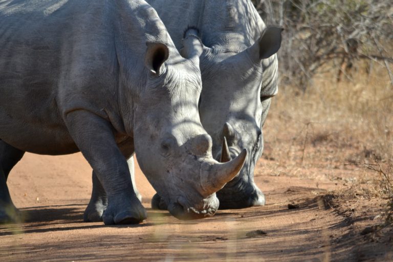 rhino poachers