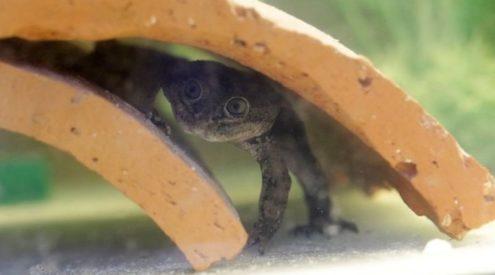 Rescued endangered Loa frogs spawn 200 tadpoles