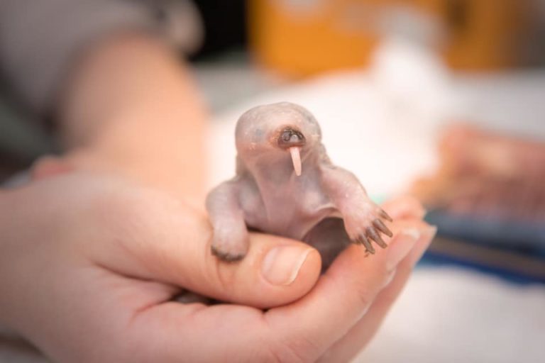 Orphaned baby echidna warms hearts in Australia