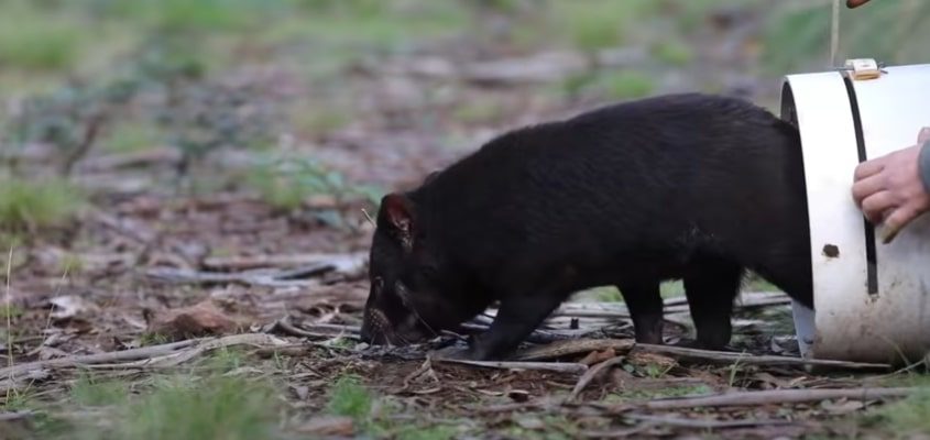 Tasmanian devils reintroduced to Australia after 3,000 years