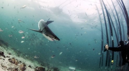 Eco-friendly shark barrier invented in South Africa