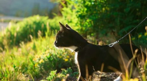 Hiking gear for cats and dogs