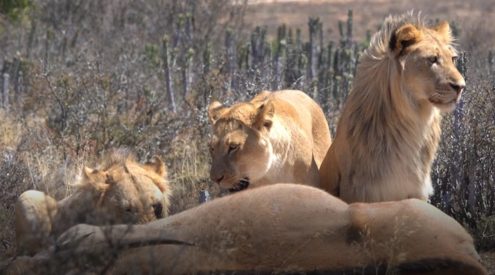 Sylvester the lion’s offspring are back in the Karoo