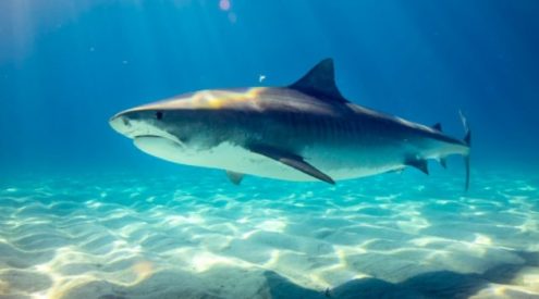 Coronavirus vaccine could kill 500,000 sharks for their squalene