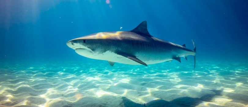 Coronavirus vaccine could kill 500,000 sharks for their squalene