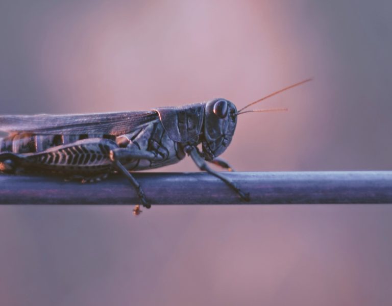 Eastern Cape farmers hit with a brown locust outbreak
