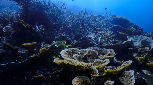 The Great Barrier Reef has lost 50% of its coral