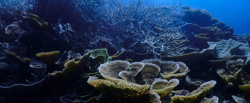 The Great Barrier Reef has lost 50% of its coral