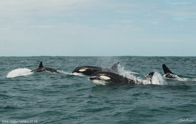 Orca pod cruise through Algoa Bay