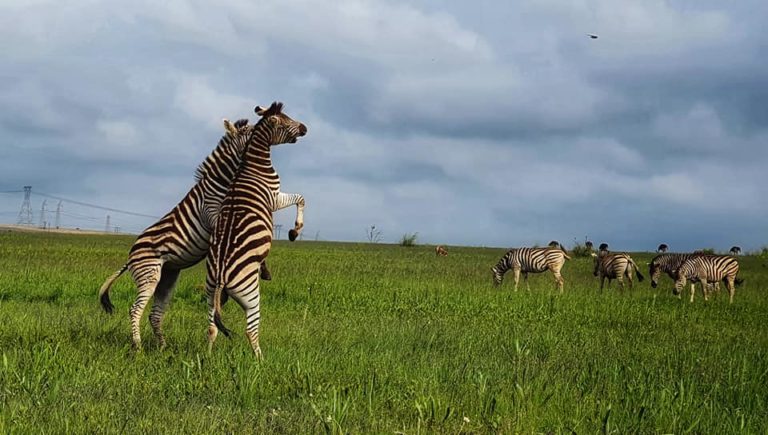 Zebra fight captured in Rietvlei Nature Reserve