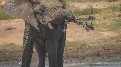 Elephant calf with severed trunk photographed in Kruger